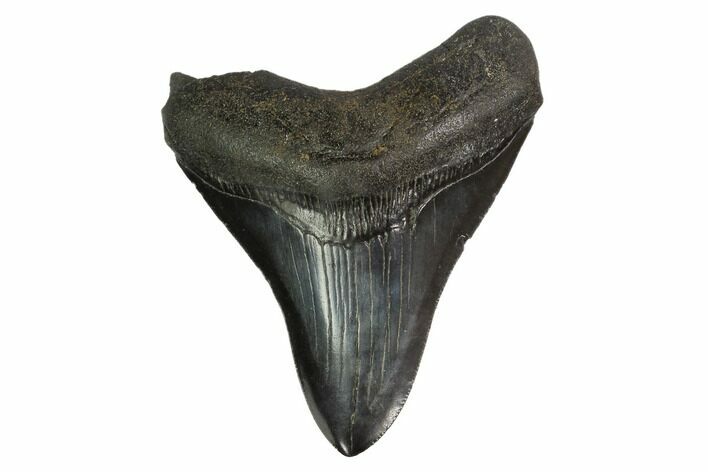 Nice, Fossil Megalodon Tooth - Georgia #145432